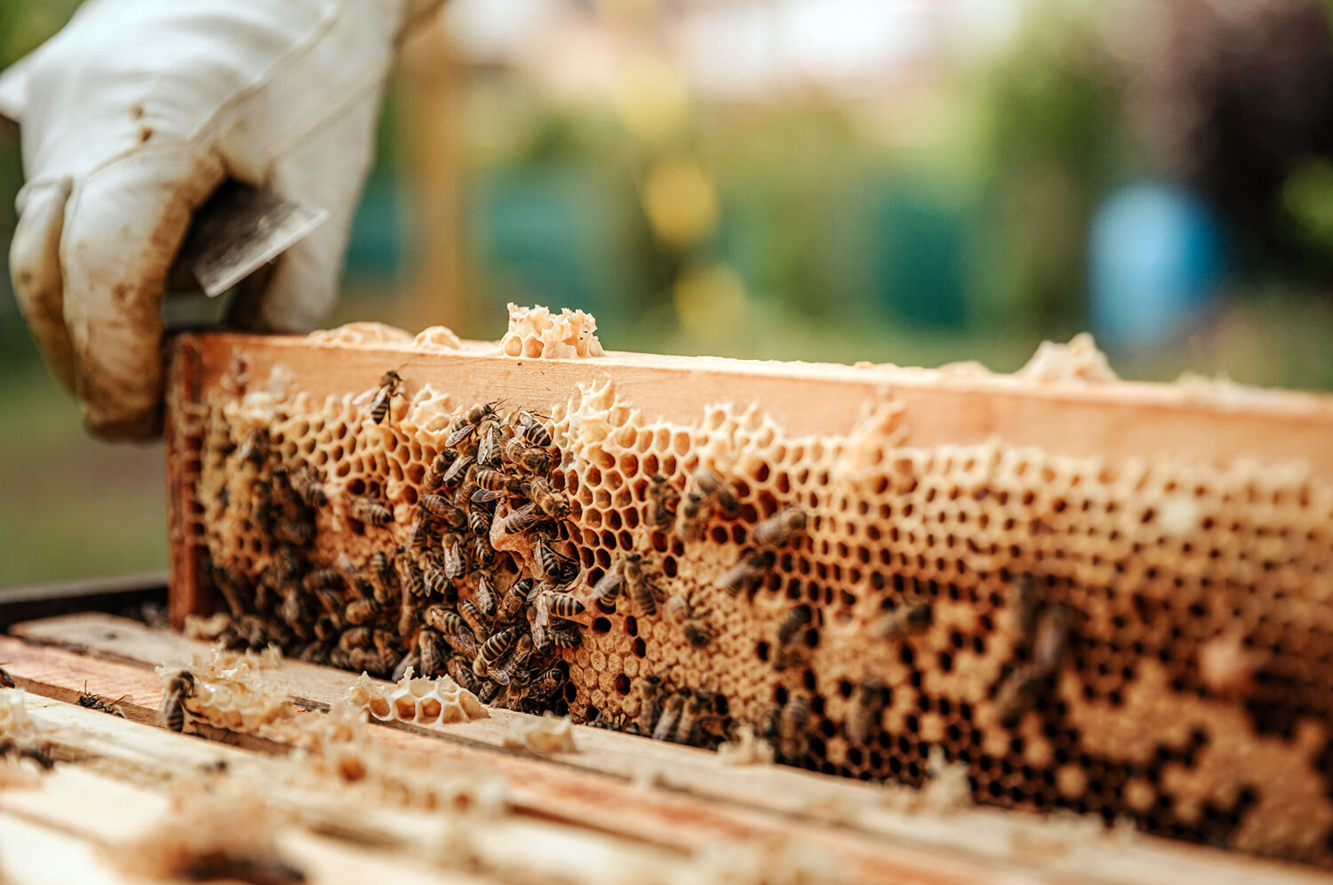 Beekeeping